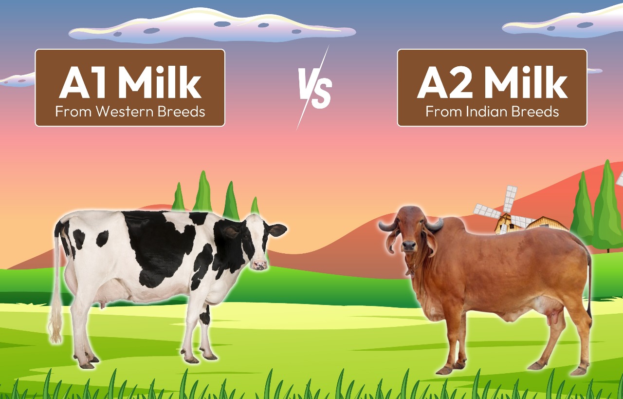 A1 vs A2 milk