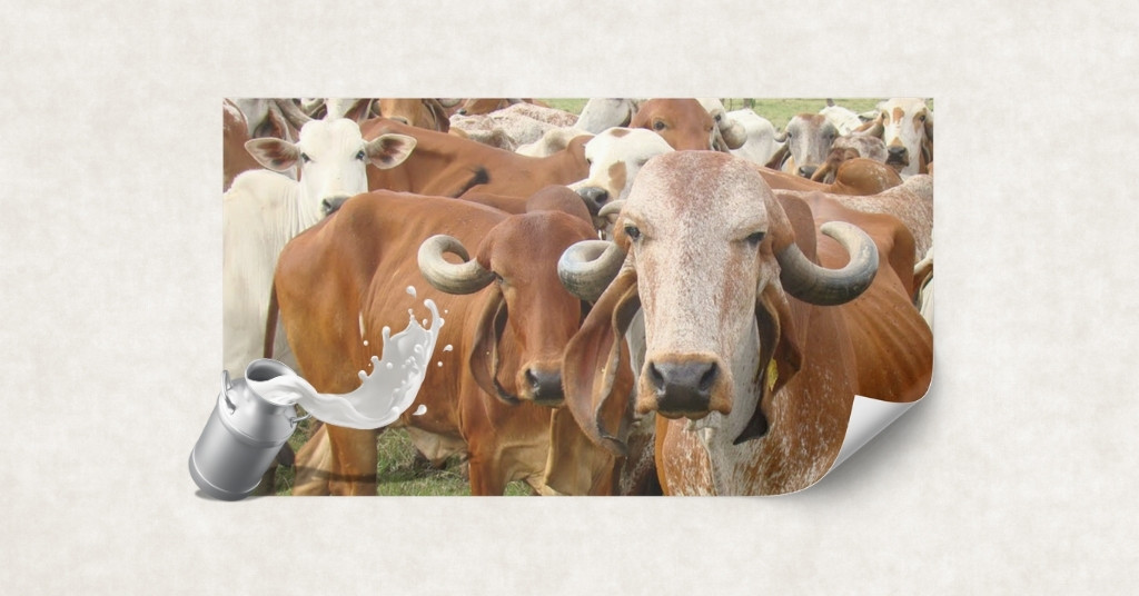 Gir Cows The Pride of Dairy Farming