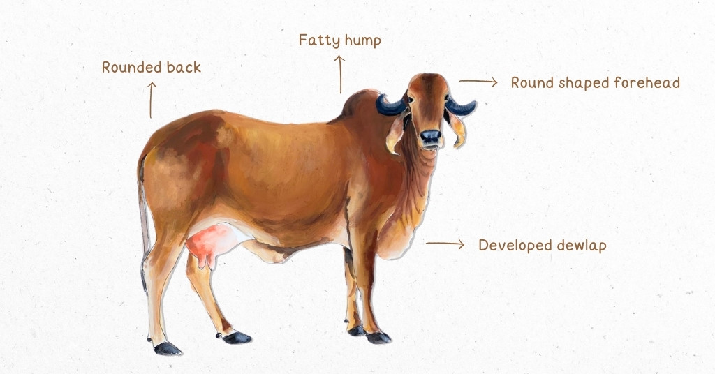 Physical Characteristics of Gir Cow