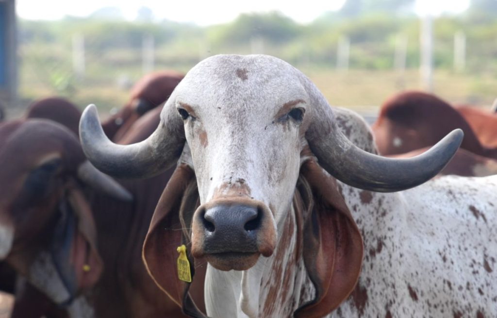 What is Gir Cow? A Comprehensive Guide to the Breed